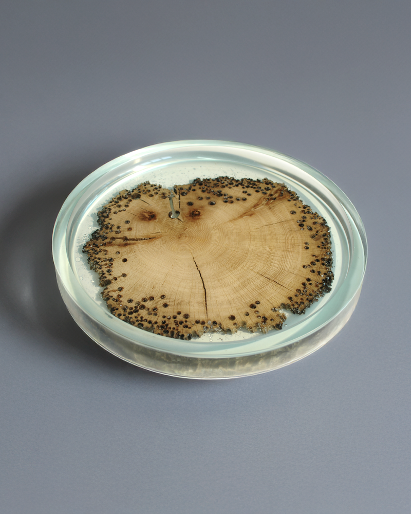 alcarol Burano Plate