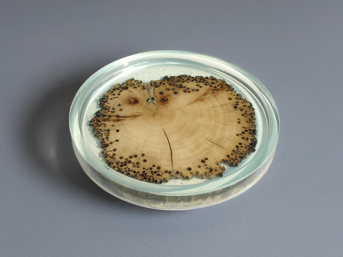 alcarol Burano Plate