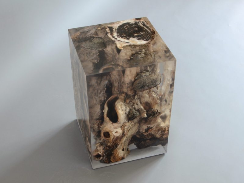 alcarol-fungi-stool-poplar-1