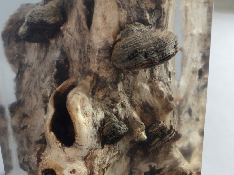 alcarol-fungi-stool-poplar-6