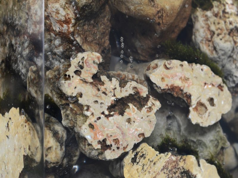 alcarol - Karst stool 10