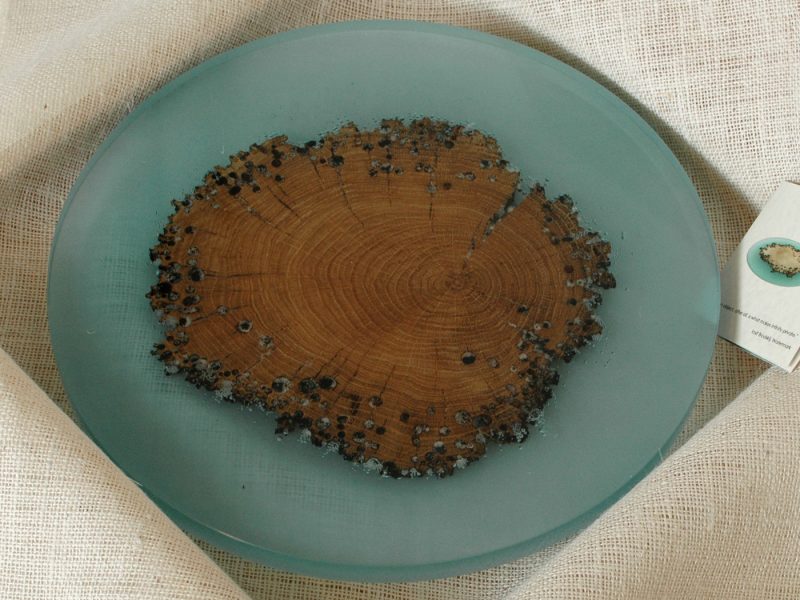 alcarol-susanna-island-4