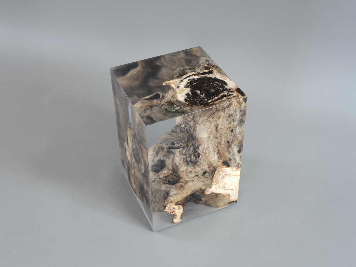 alcarol_Fungi Stool Poplar 2