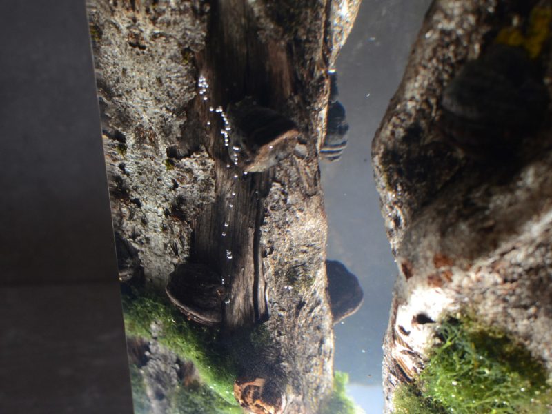 alcarol_Moss Lamp_12