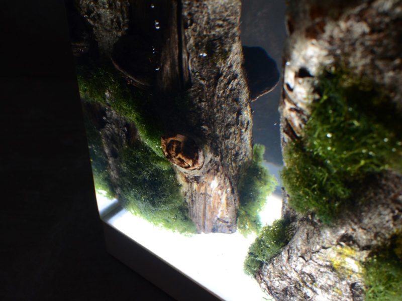 alcarol_Moss Lamp_13